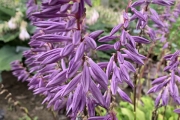 Time in a Bottle, Hosta 